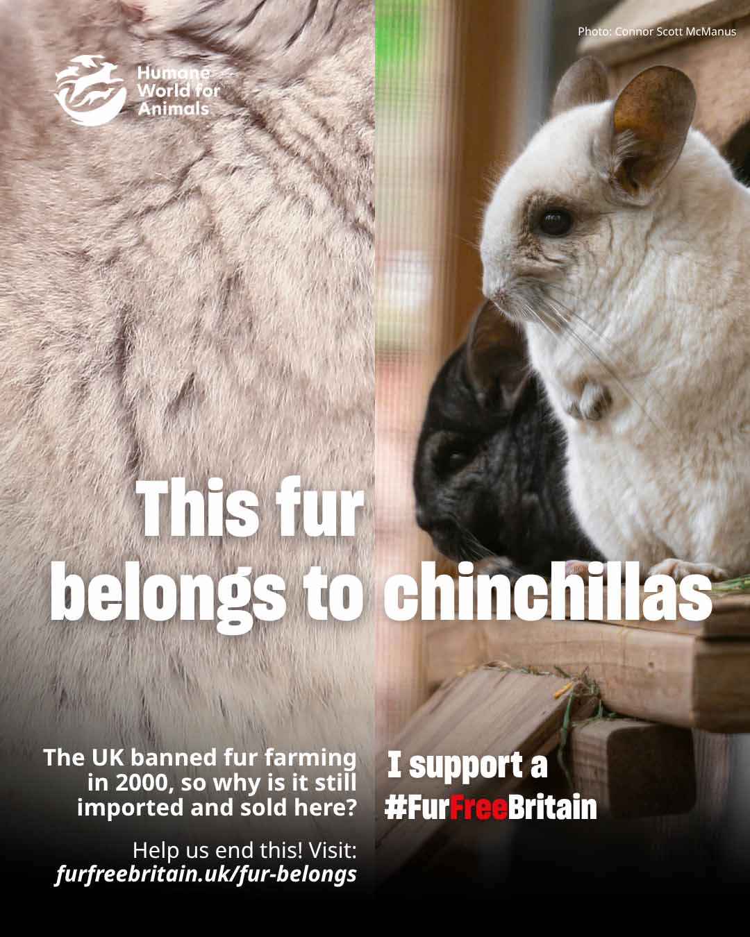 Fur Belongs to Chinchillas Image