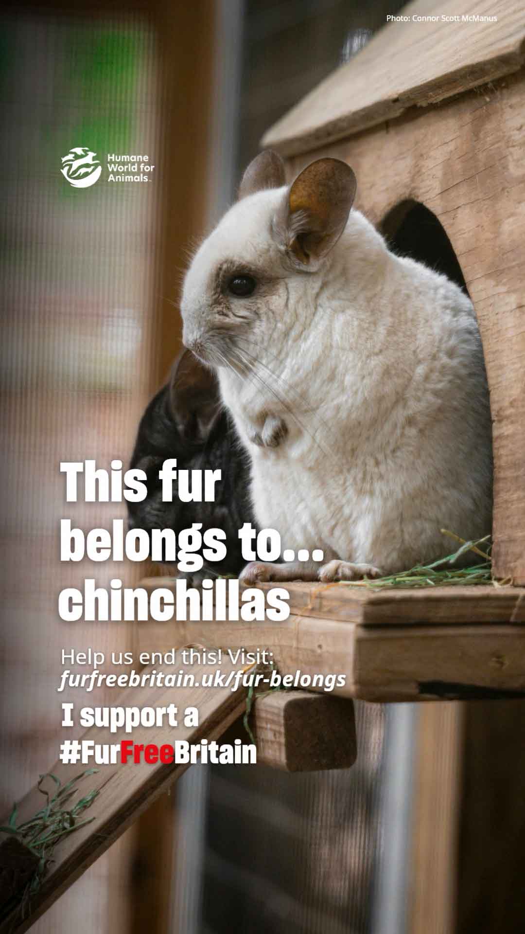 Fur Belongs to Chinchillas Video