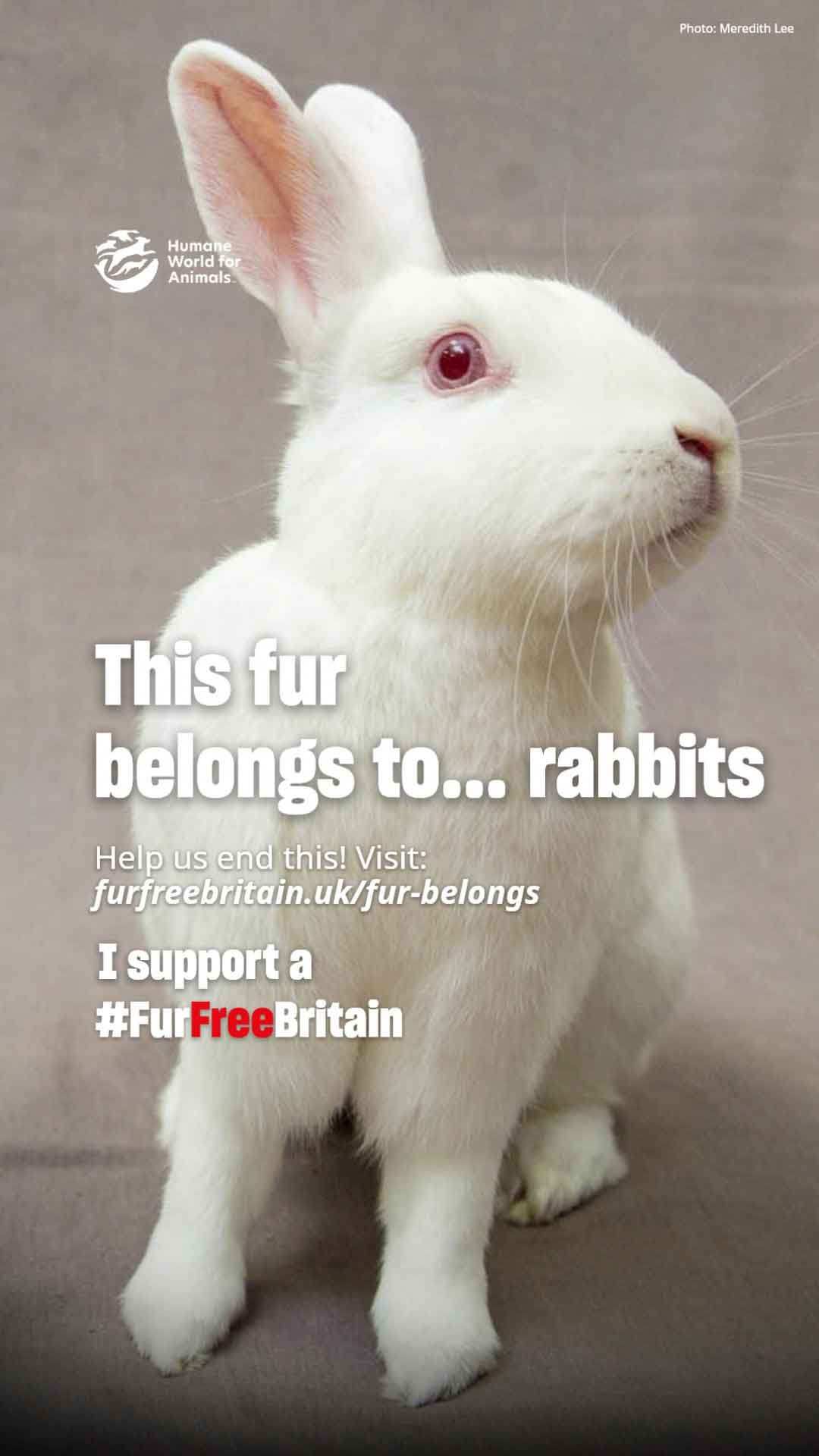 Fur Belongs to Rabbits Video 1