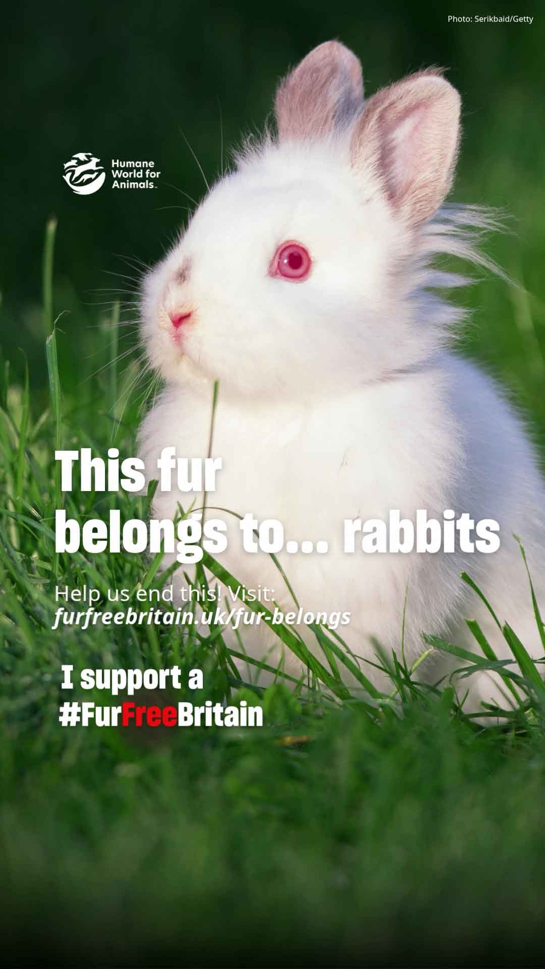 Fur Belongs to Rabbits Video 2