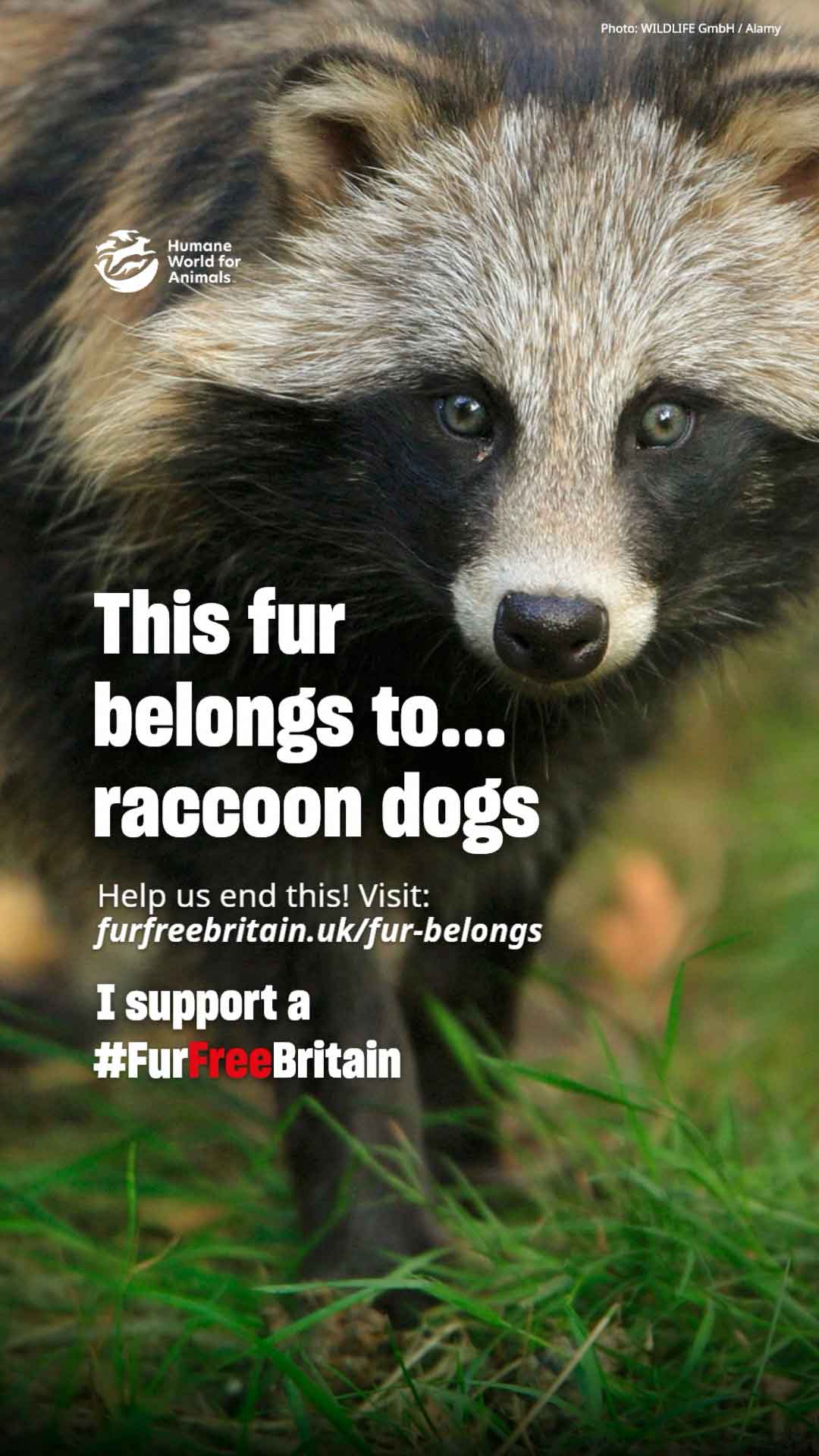 Fur Belongs to Raccoon Dogs Video
