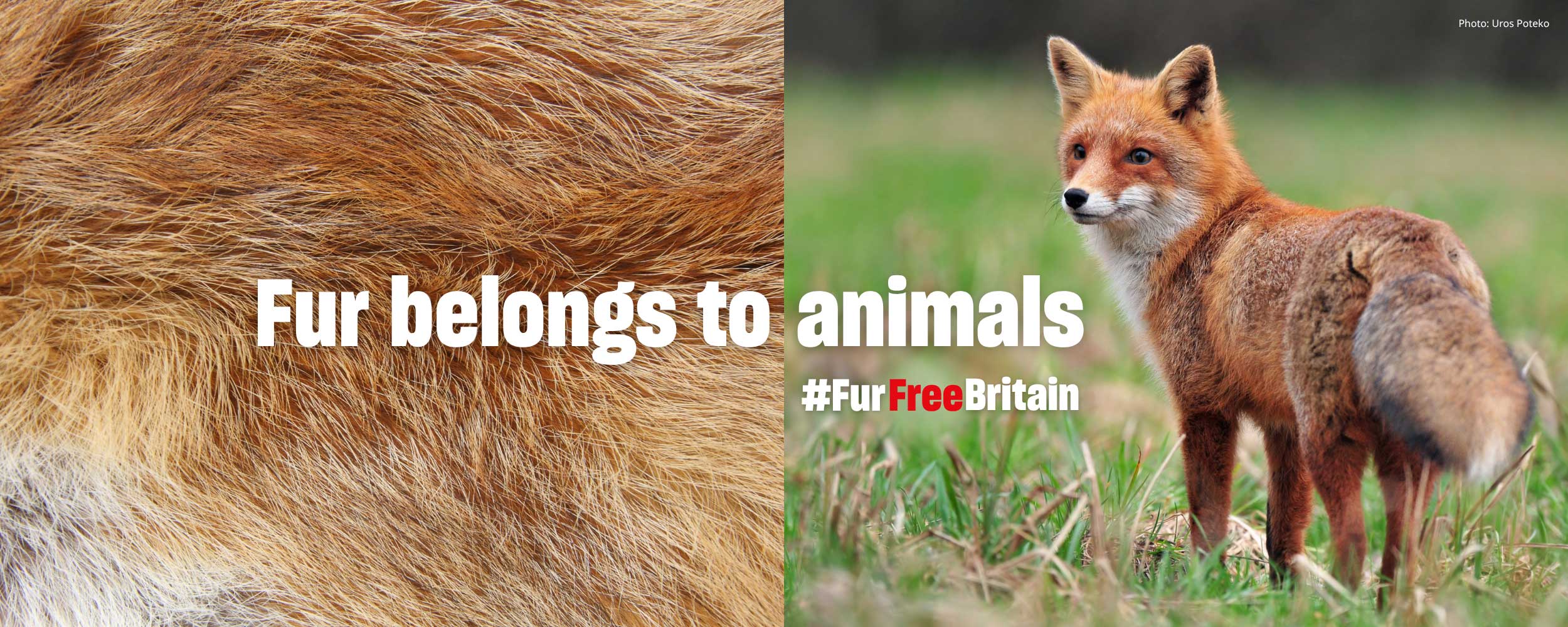 Fur Belongs To Animals | Fur Free Britain Campaign